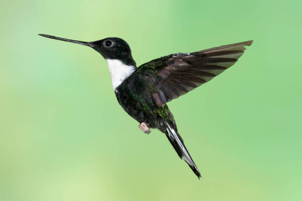 istock Hummingbirds of Ecuador- Collared Inca with Wings Back 1132617500