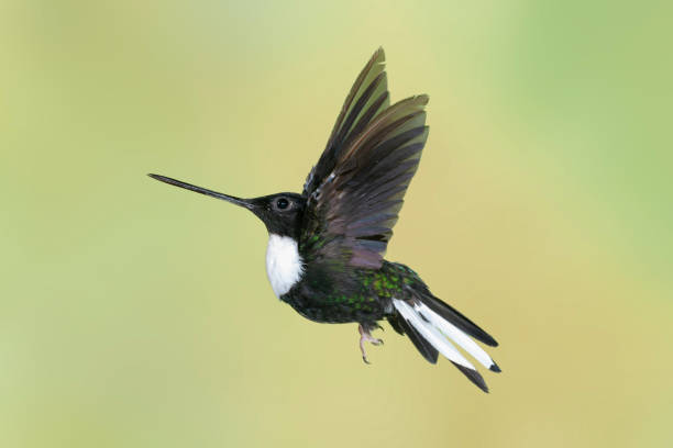 istock Hummingbirds of Ecuador- Collared Inca with Wings Up 1132617514