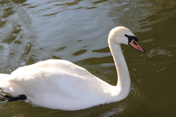 istock White Swan Swimming and Diving 1132617681