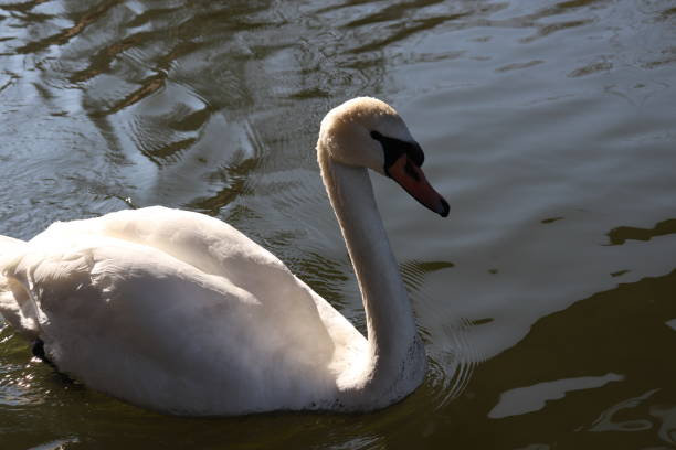 istock White Swan Swimming and Diving 1132617695