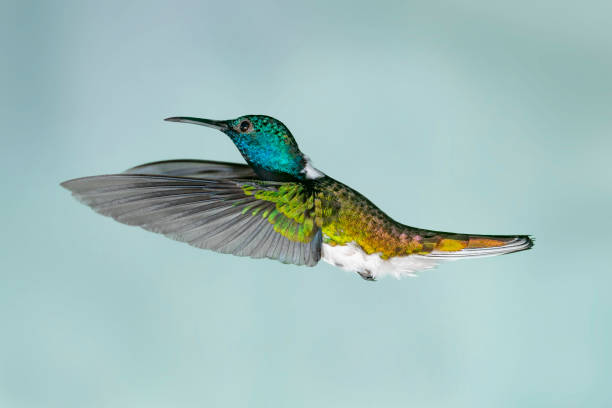 istock Hummingbirds of Ecuador- White-necked Jacobin with Wings Swept Forward 1132617800