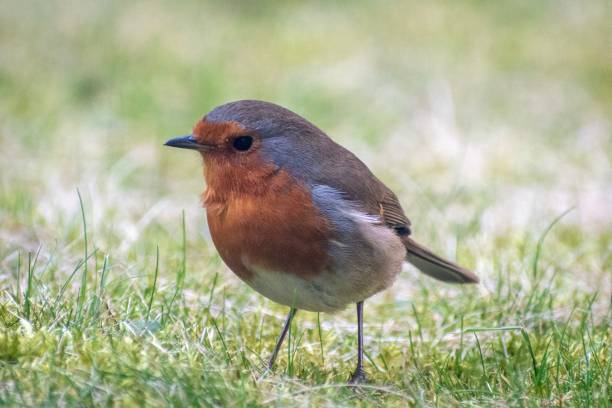 Profile of Robin on grass stock photo