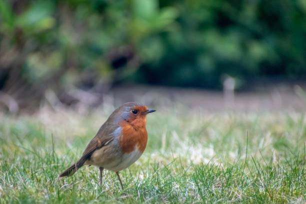 Profile of Robin on grass stock photo