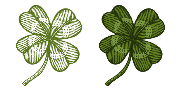 Vintage green lucky clovers vector art illustration