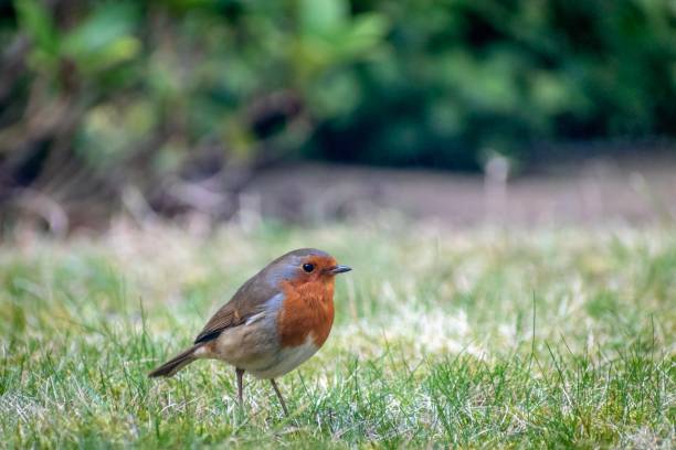 Robin on grass stock photo