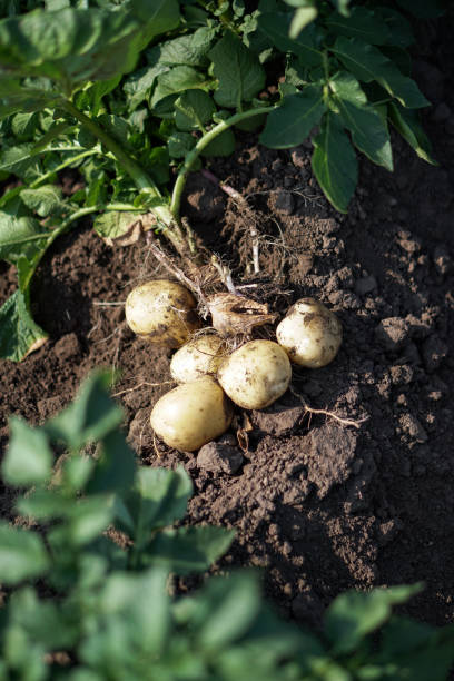 Farm garden with green potatoes during ripening. Digging some vegetables, food for vegetarians. Stock background, photo. stock photo