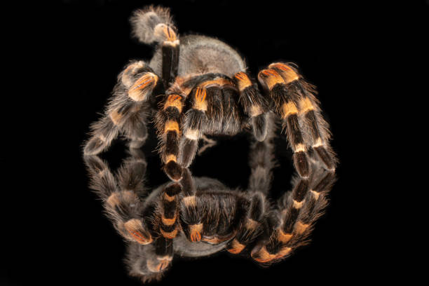 istock Mexican Redknee Tarantula 1132618960