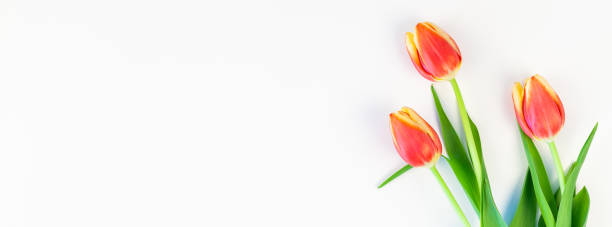 istock Red tulips flowers on white background 1132619112
