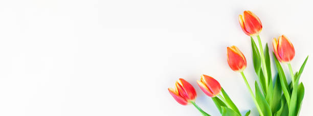 istock Red tulips flowers on white background 1132619563
