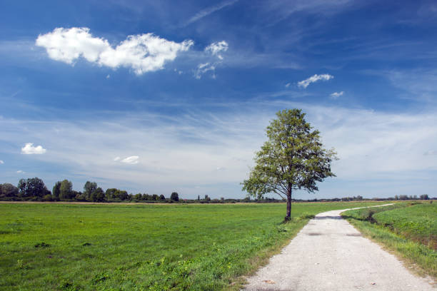 istock Tree at the road and green meadow 1132620391