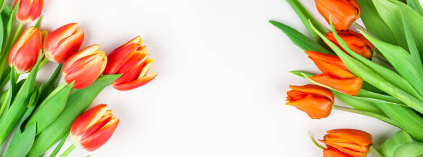 istock Red tulips flowers on white background 1132620597