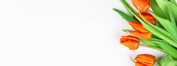 istock Red tulips flowers on white background 1132620950