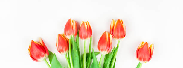 istock Red tulips flowers on white background 1132621160