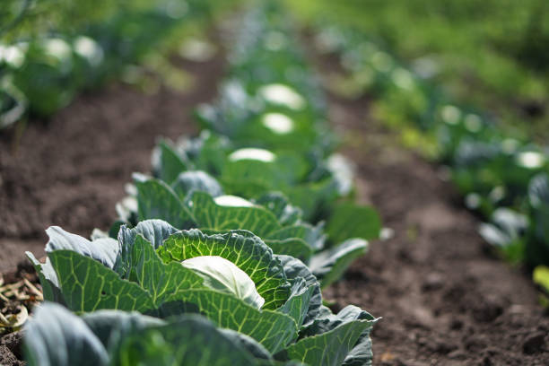 col en el jardín del granjero. campo con plantas vegetarianas en verano. fondo de la acción, foto - col fotografías e imágenes de stock