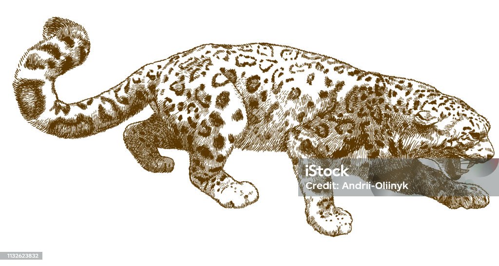engraving illustration of snow leopard Vector antique engraving drawing illustration of snow leopard (Panthera uncia) isolated on white background Mountain Lion stock vector