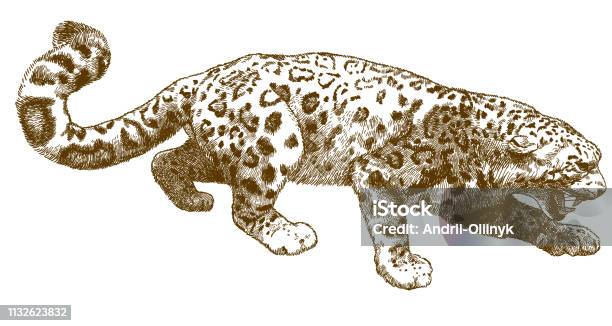 Engraving Illustration Of Snow Leopard Stock Illustration - Download Image Now - Mountain Lion, Old-fashioned, Retro Style