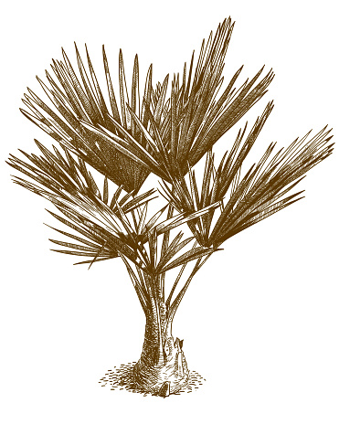 Vector antique engraving drawing illustration of washingtonia palm or mexican washingtonia isolated on white background