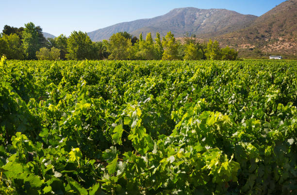 istock grapes and leaves 1132625386