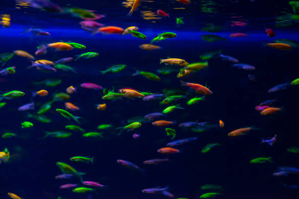 istock Nice danio glow fish freshwater pets aquarium 1132625474