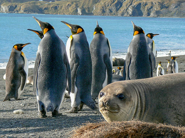 istock Elephant seal pup with King Penguins on a beach 1132625490