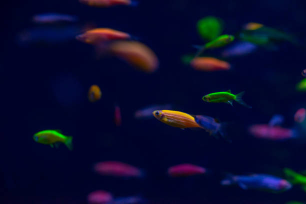 istock Nice danio glow fish freshwater pets aquarium 1132625511