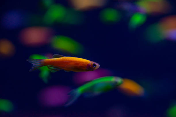 istock Nice danio glow fish freshwater pets aquarium 1132625537