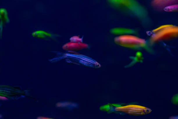 Nice danio glow fish freshwater pets aquarium Nice danio glow fish freshwater pets aquarium river mutation danio stock pictures, royalty-free photos & images