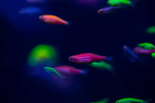istock Nice danio glow fish freshwater pets aquarium 1132625598