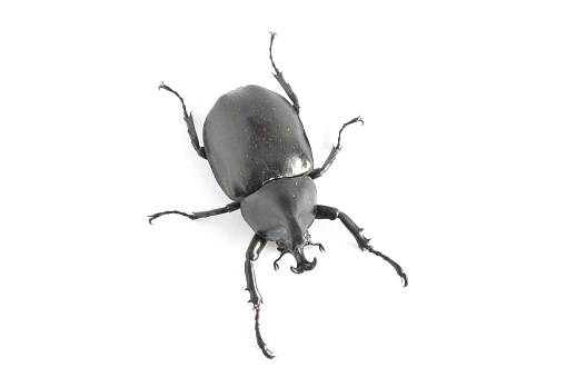 Above view of Elephant beetle isolated on white background.