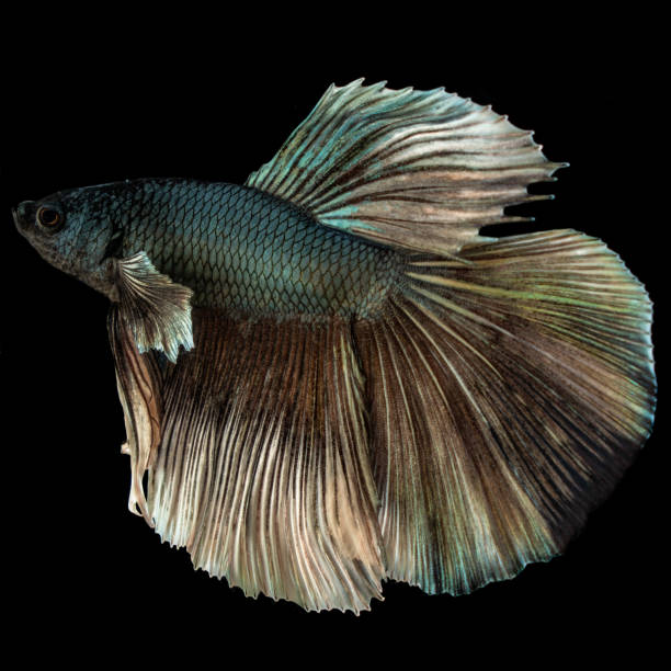 istock Beautiful blue betta fish closeup macro on black background 1132626991