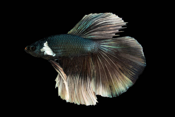 Feeding blue betta fish closeup macro on black background