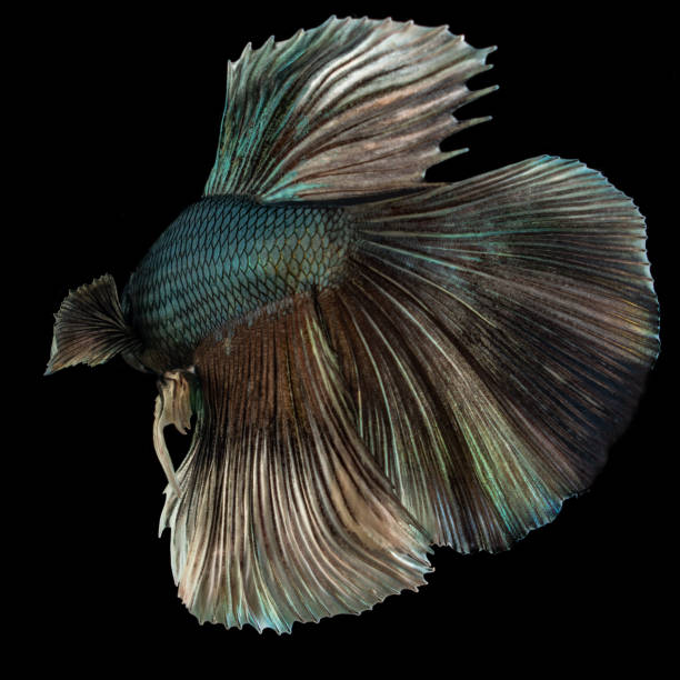 istock Beautiful blue betta fish closeup macro on black background 1132627053
