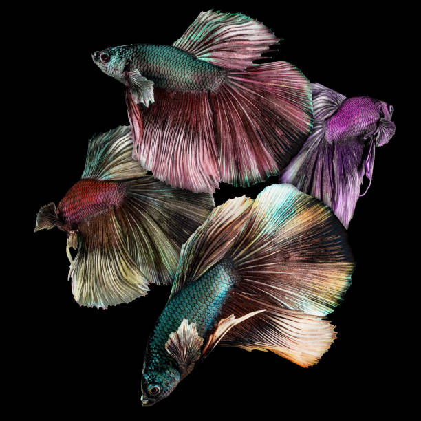 quatre coloré betta poisson gros plan macro sur fond noir - fish siamese fighting fish isolated multi colored photos et images de collection