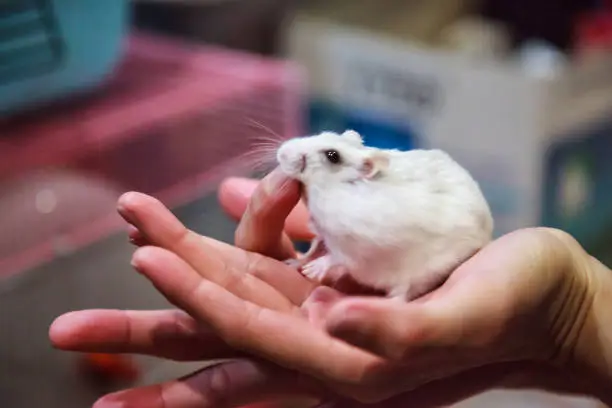 cute hungry female Winter White Dwarf Hamster (Winter White Dwarf, Djungarian, Siberian Hamster) is on owner hand, biting her finger. Pet health care, friend, fun, love and domestic house pet concept