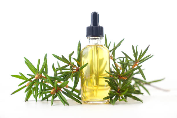 istock Labrador tea essential oil in  beautiful bottle on White background 1132628766