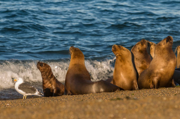 istock Sea Lion, and calf 1132629637