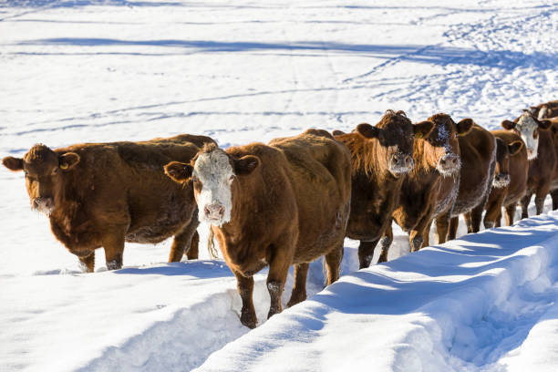 Cows in snow in the tyrol alps