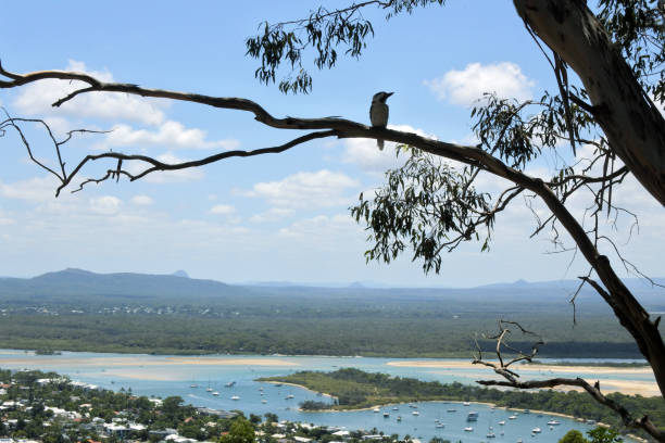 A Kookaburra bird sits on a gum tree and looks at a panoramic landscape sea view of Noosa Heads, Sunshine Coast, Queensland, Australia
