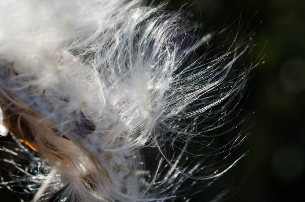 istock Nature Abstract: Elegant White Milkweed Seed Fibers 1132630778