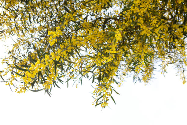 Yellow Mimosa Flower is a symbol for international women\