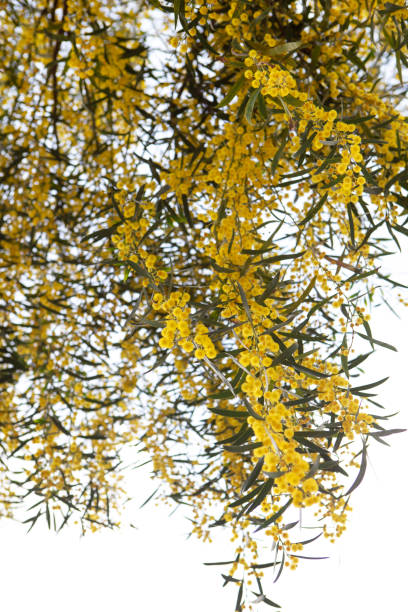 istock Yellow Mimosa Flower on White 1132631184