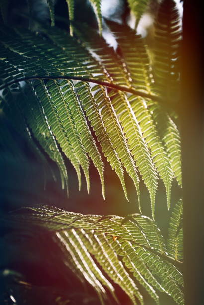 istock Native New Zealand Fern 1132631277