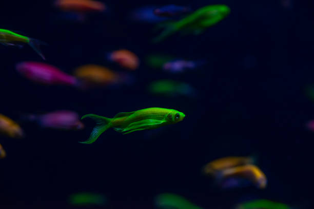 istock Nice danio glow fish freshwater pets aquarium 1132633045