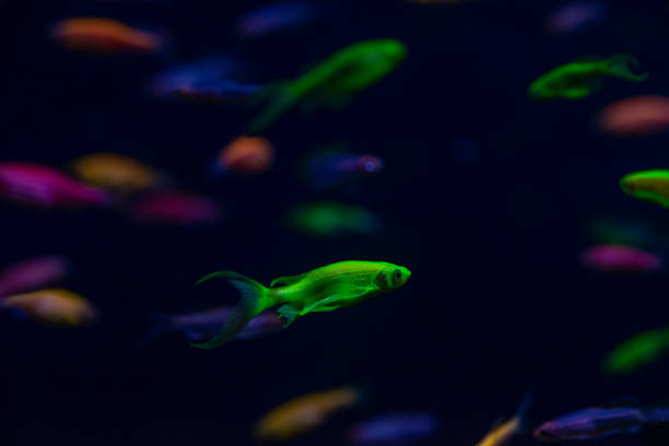 Nice danio glow fish freshwater pets aquarium Nice danio glow fish freshwater pets aquarium river mutation danio stock pictures, royalty-free photos & images