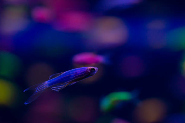 istock Nice danio glow fish freshwater pets aquarium 1132633061