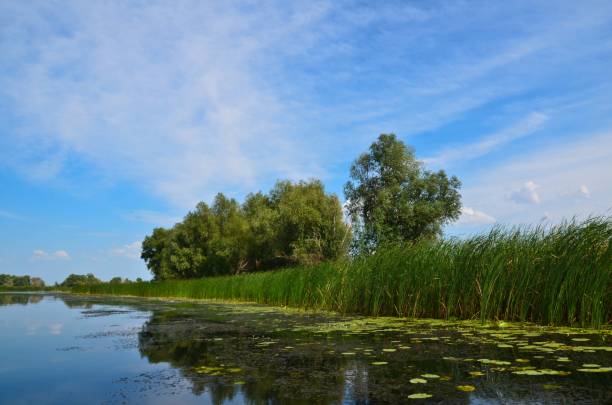 istock Landscape river and reeds blue sky 1132634507