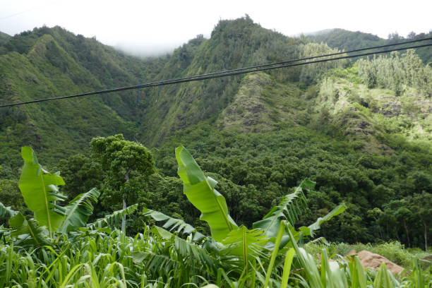 iao valley state park, maui, hawaii, usa - maui iao valley state park hawaii islands mountain imagens e fotografias de stock