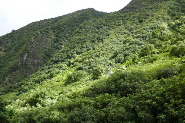 iao valley state park, maui, hawaii, usa - maui iao valley state park hawaii islands mountain imagens e fotografias de stock