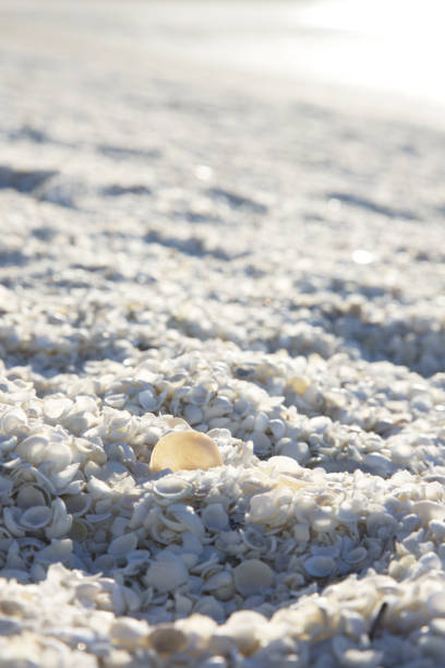 istock Imagine an Australia beach made of cockle shells 1132635784