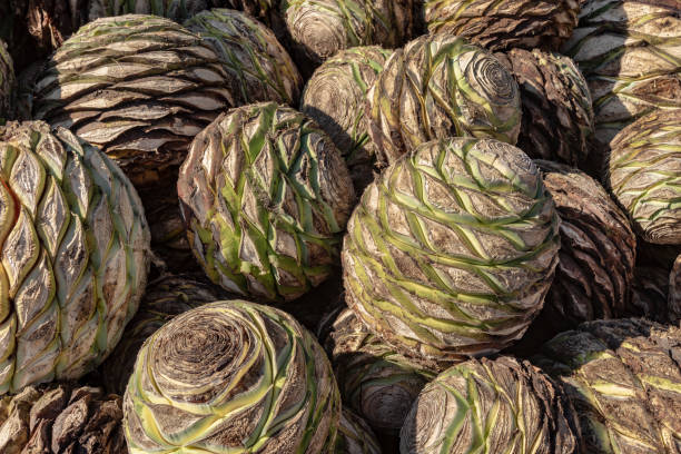 Agave pineapples waiting for roasting to make Mezcal This huge agave hearts are used to distill Mexican Mezcal similar to Tequila blue agave photos stock pictures, royalty-free photos & images